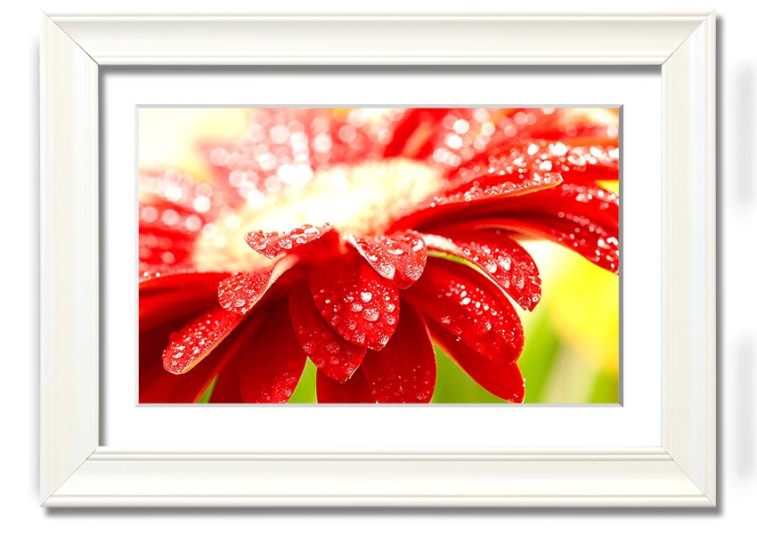 A vibrant framed print of an amazing red flower, showcasing intricate details and colors, ready to hang on a wall.