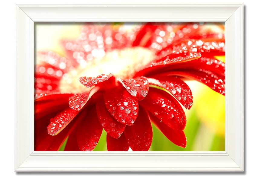 A vibrant framed print of an amazing red flower, showcasing intricate details and colors, ready to hang on a wall.