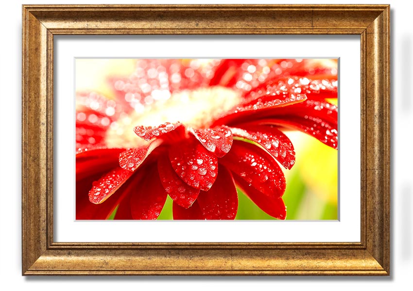 A vibrant framed print of an amazing red flower, showcasing intricate details and colors, ready to hang on a wall.