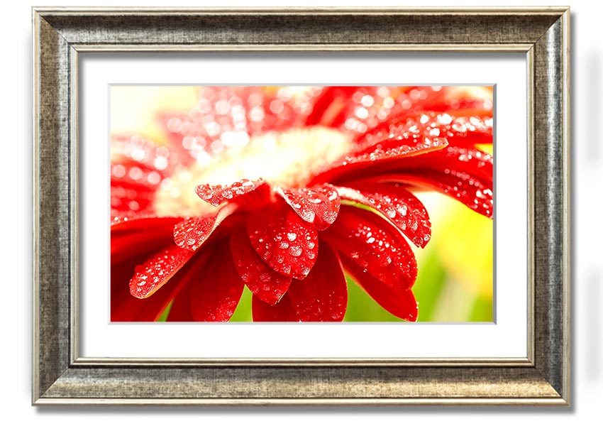 A vibrant framed print of an amazing red flower, showcasing intricate details and colors, ready to hang on a wall.