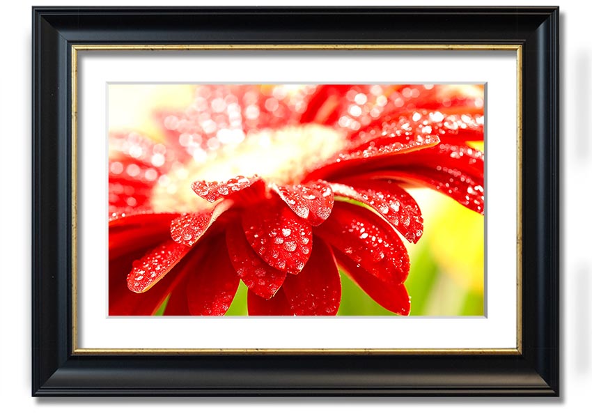 A vibrant framed print of an amazing red flower, showcasing intricate details and colors, ready to hang on a wall.