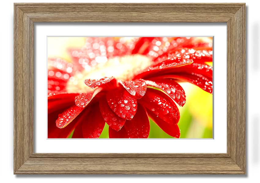 A vibrant framed print of an amazing red flower, showcasing intricate details and colors, ready to hang on a wall.