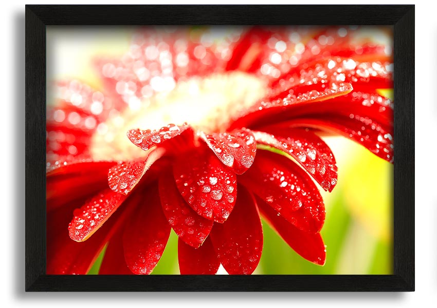 A vibrant framed print of an amazing red flower, showcasing intricate details and colors, ready to hang on a wall.