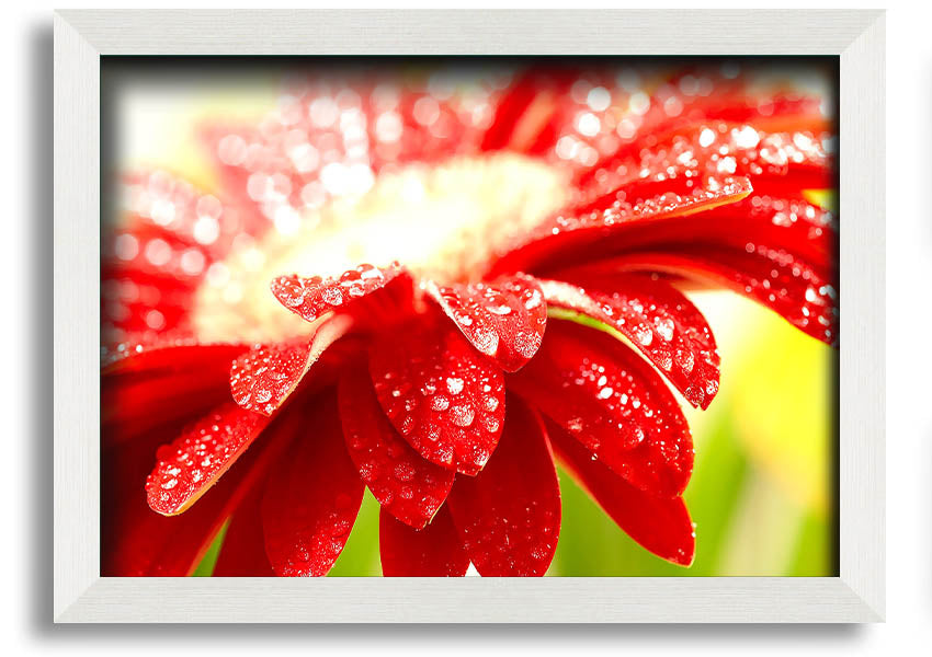 A vibrant framed print of an amazing red flower, showcasing intricate details and colors, ready to hang on a wall.