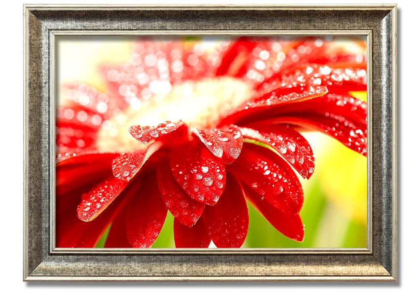 A vibrant framed print of an amazing red flower, showcasing intricate details and colors, ready to hang on a wall.