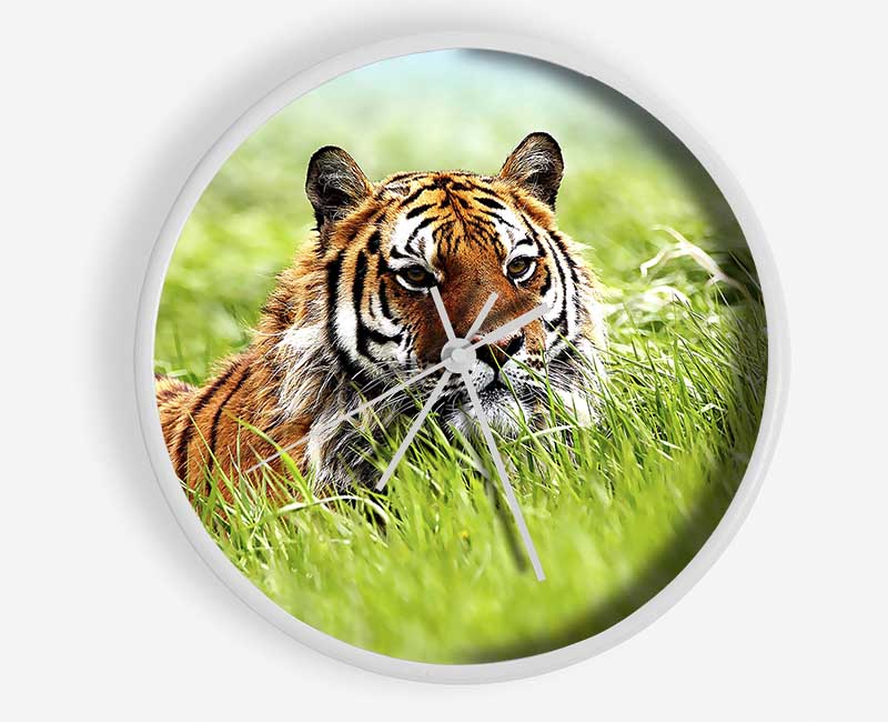 Amazing Siberian Tiger clock made from natural bamboo with a round face and clear Plexiglas lens, available in multiple colors.