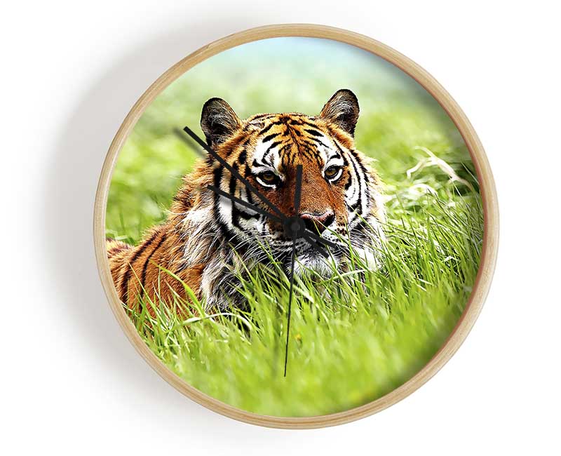 Amazing Siberian Tiger clock made from natural bamboo with a round face and clear Plexiglas lens, available in multiple colors.