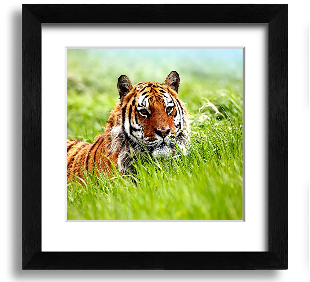 A beautifully framed print of a Siberian tiger, showcasing its striking features and vibrant colors, ready to hang on the wall.