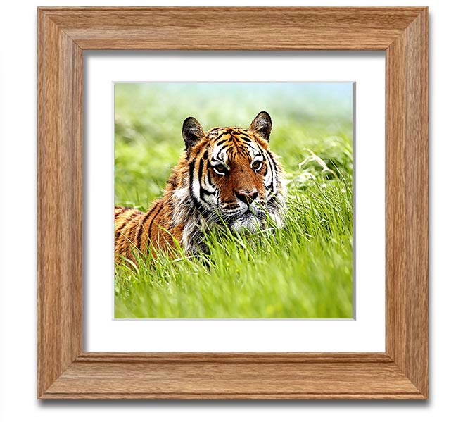 A beautifully framed print of a Siberian tiger, showcasing its striking features and vibrant colors, ready to hang on the wall.