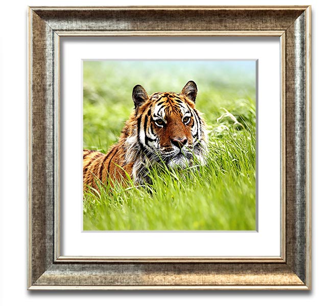 A beautifully framed print of a Siberian tiger, showcasing its striking features and vibrant colors, ready to hang on the wall.