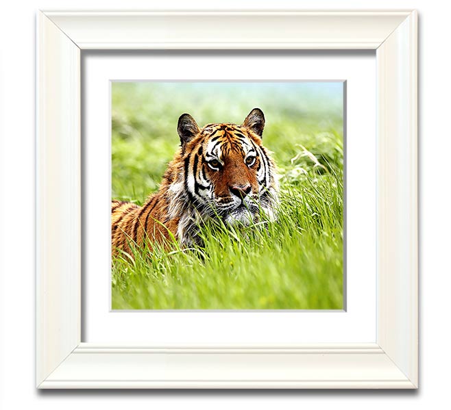 A beautifully framed print of a Siberian tiger, showcasing its striking features and vibrant colors, ready to hang on the wall.