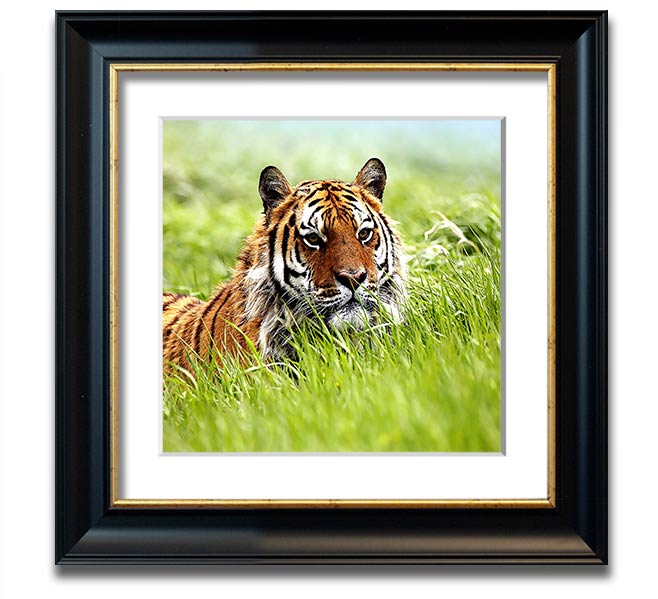 A beautifully framed print of a Siberian tiger, showcasing its striking features and vibrant colors, ready to hang on the wall.