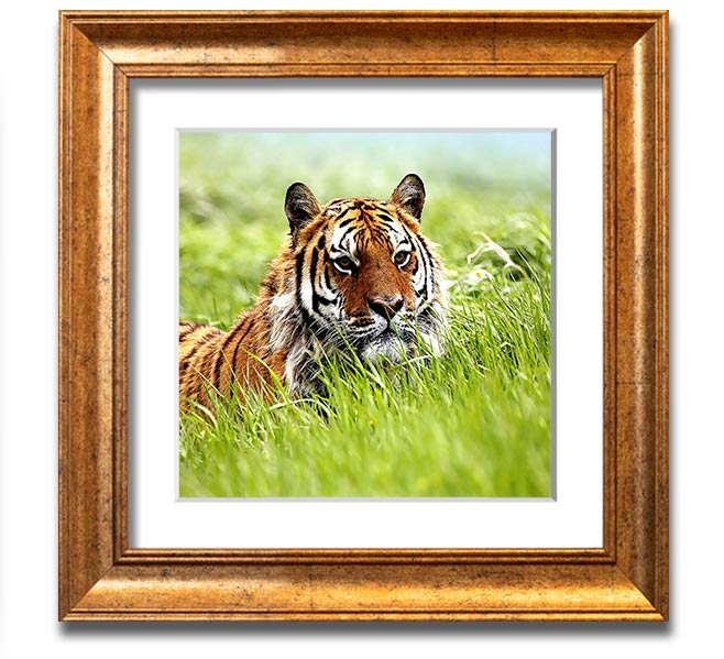 A beautifully framed print of a Siberian tiger, showcasing its striking features and vibrant colors, ready to hang on the wall.