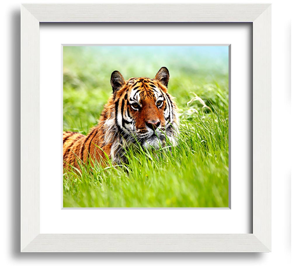 A beautifully framed print of a Siberian tiger, showcasing its striking features and vibrant colors, ready to hang on the wall.