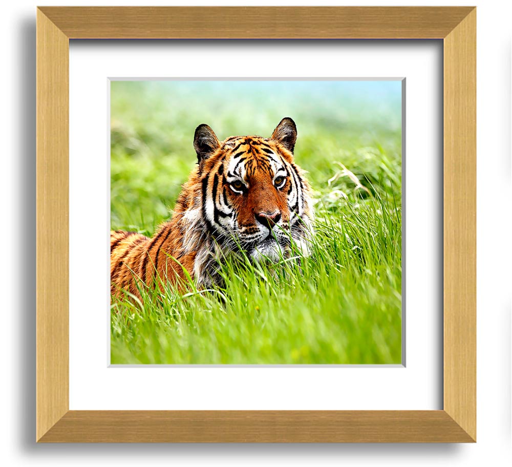 A beautifully framed print of a Siberian tiger, showcasing its striking features and vibrant colors, ready to hang on the wall.