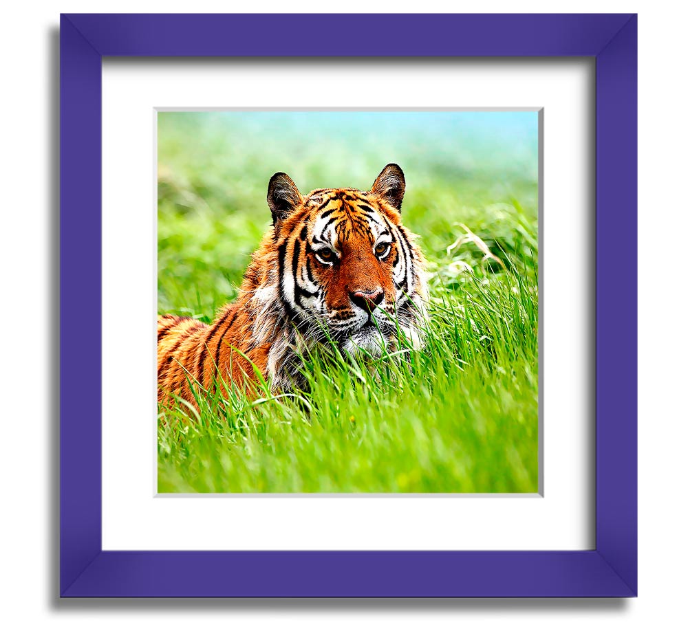 A beautifully framed print of a Siberian tiger, showcasing its striking features and vibrant colors, ready to hang on the wall.