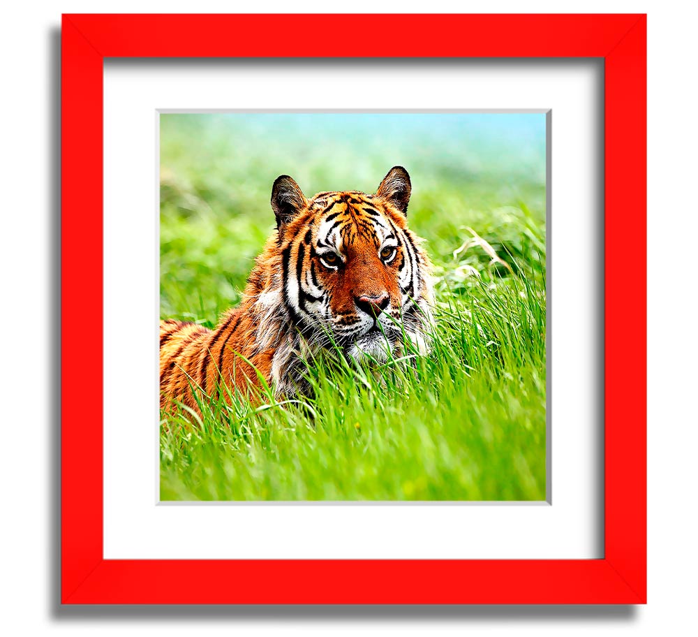 A beautifully framed print of a Siberian tiger, showcasing its striking features and vibrant colors, ready to hang on the wall.