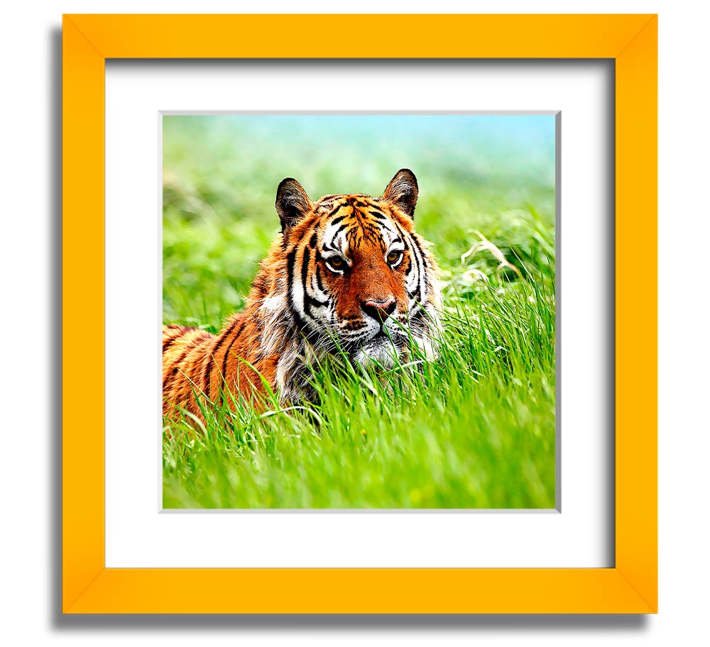 A beautifully framed print of a Siberian tiger, showcasing its striking features and vibrant colors, ready to hang on the wall.