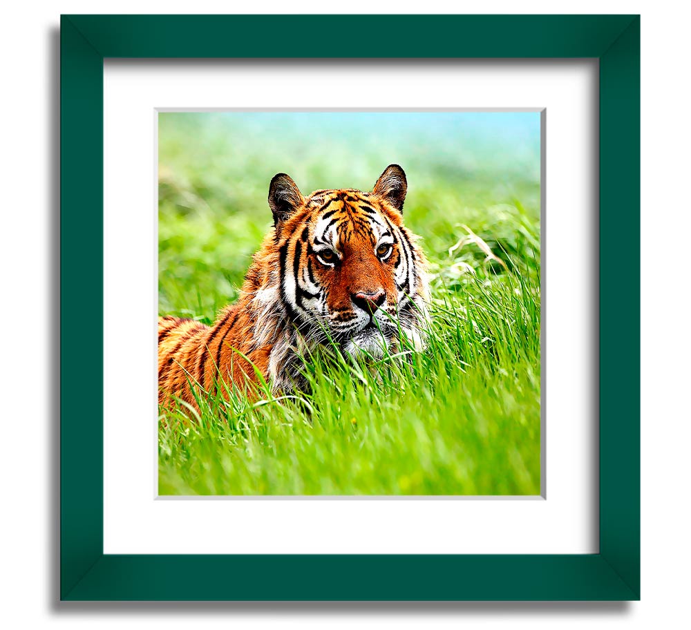 A beautifully framed print of a Siberian tiger, showcasing its striking features and vibrant colors, ready to hang on the wall.