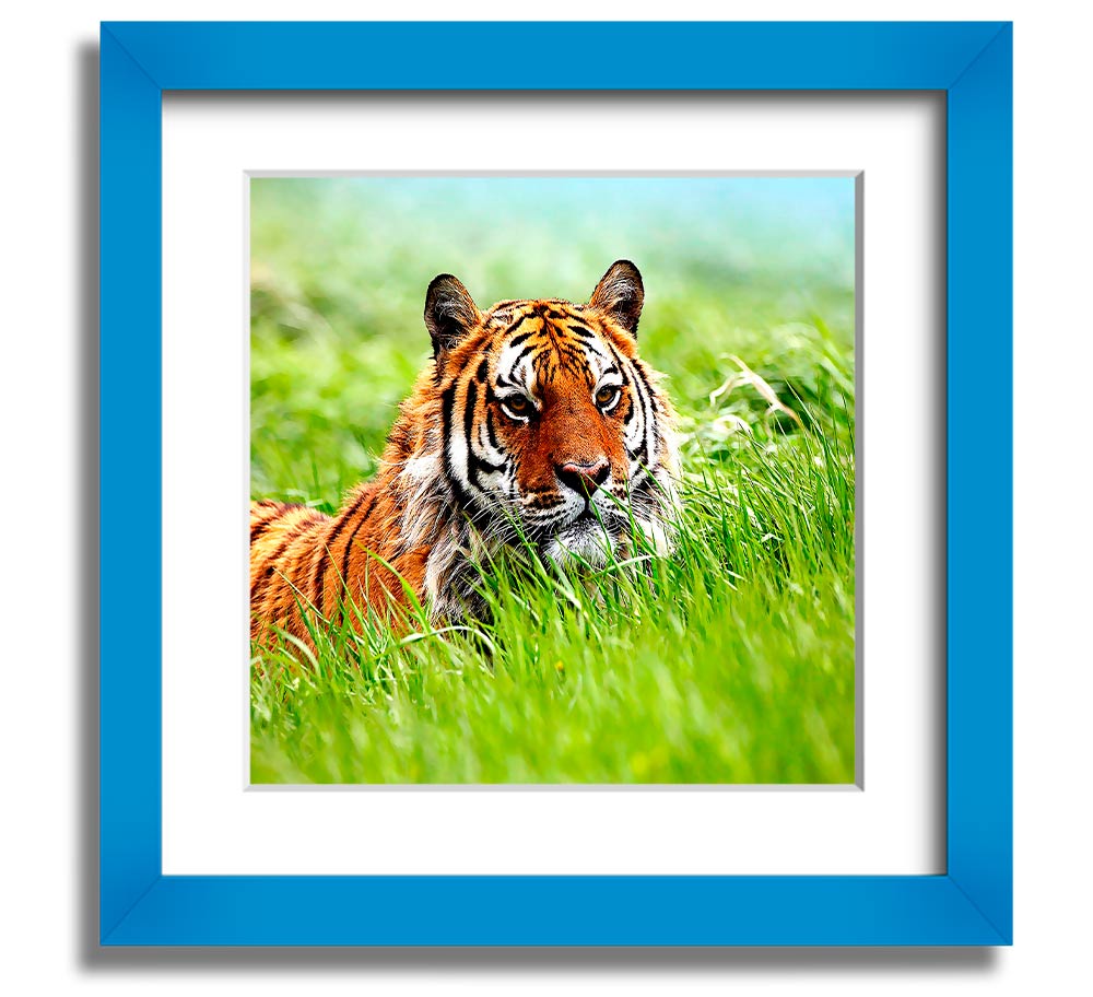 A beautifully framed print of a Siberian tiger, showcasing its striking features and vibrant colors, ready to hang on the wall.