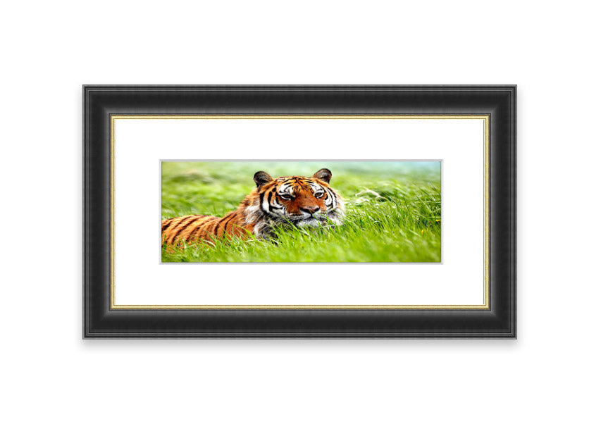 Framed print of an Amazing Siberian Tiger, showcasing vibrant colors and intricate details, available in various frame colors.