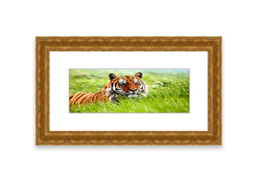 Framed print of an Amazing Siberian Tiger, showcasing vibrant colors and intricate details, available in various frame colors.