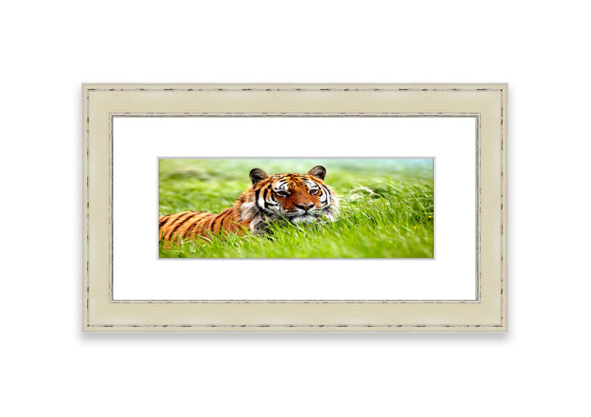 Framed print of an Amazing Siberian Tiger, showcasing vibrant colors and intricate details, available in various frame colors.