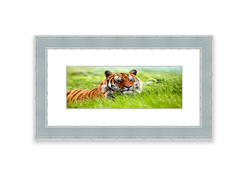 Framed print of an Amazing Siberian Tiger, showcasing vibrant colors and intricate details, available in various frame colors.