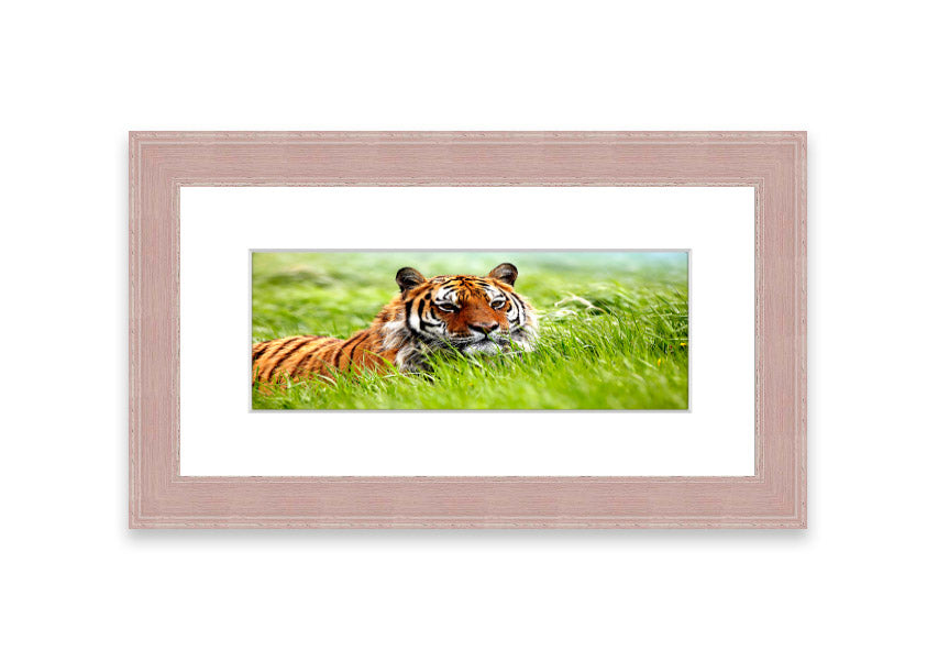 Framed print of an Amazing Siberian Tiger, showcasing vibrant colors and intricate details, available in various frame colors.