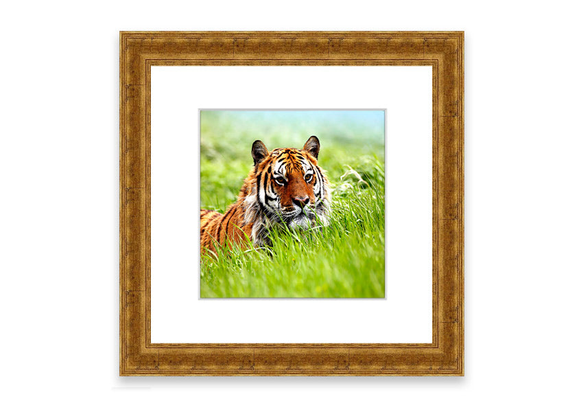 Framed print of an Amazing Siberian Tiger, showcasing vibrant colors and intricate details, available in various frame colors.