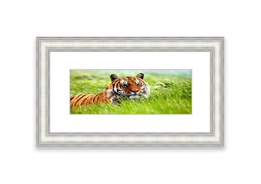 Framed print of an Amazing Siberian Tiger, showcasing vibrant colors and intricate details, available in various frame colors.