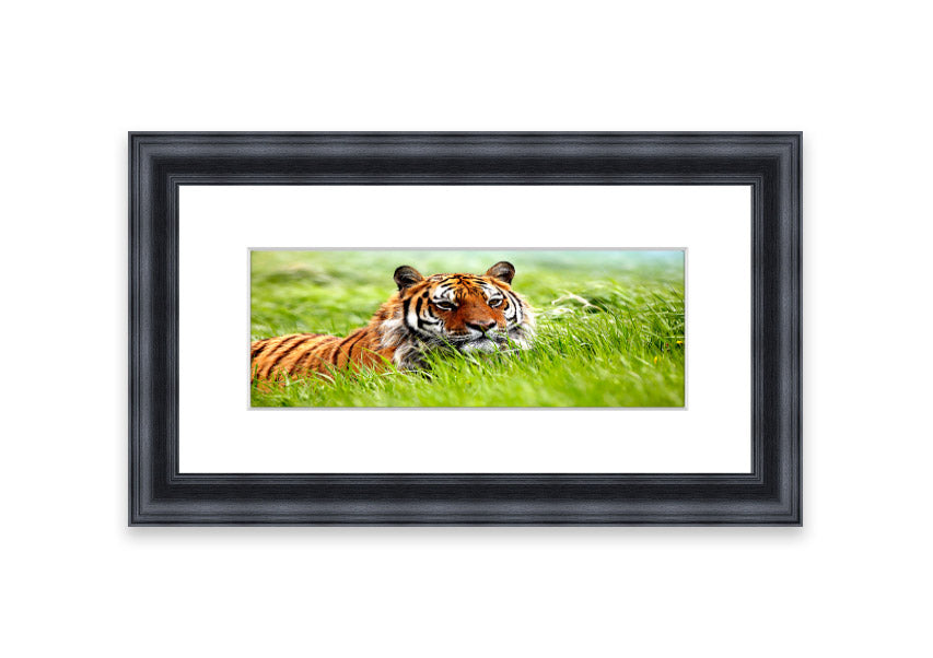 Framed print of an Amazing Siberian Tiger, showcasing vibrant colors and intricate details, available in various frame colors.