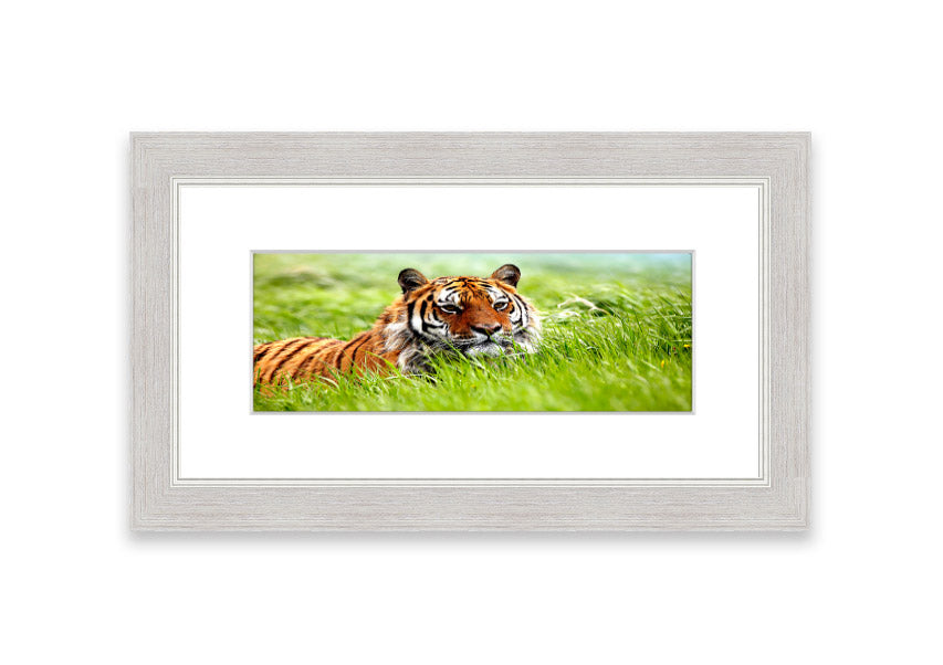 Framed print of an Amazing Siberian Tiger, showcasing vibrant colors and intricate details, available in various frame colors.