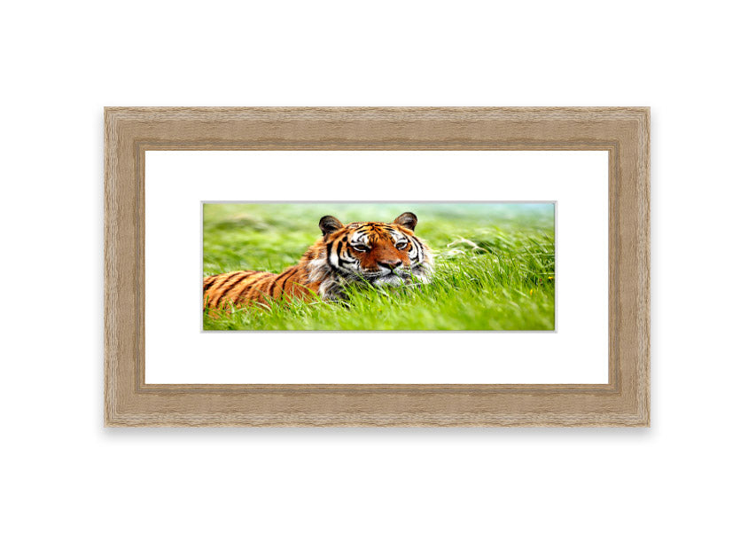 Framed print of an Amazing Siberian Tiger, showcasing vibrant colors and intricate details, available in various frame colors.