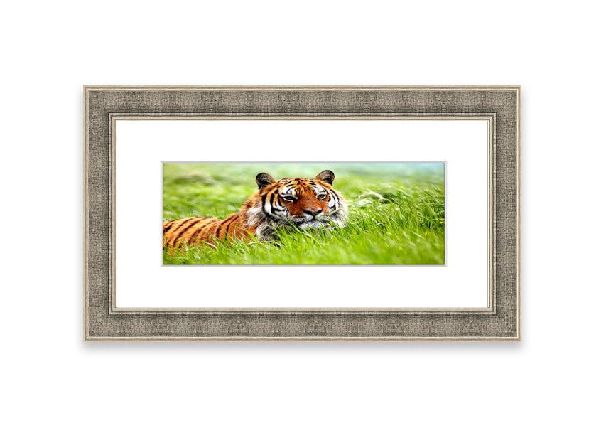 Framed print of an Amazing Siberian Tiger, showcasing vibrant colors and intricate details, available in various frame colors.