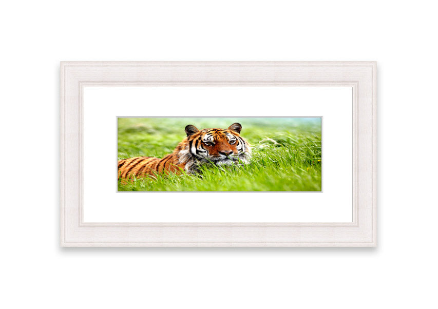 Framed print of an Amazing Siberian Tiger, showcasing vibrant colors and intricate details, available in various frame colors.