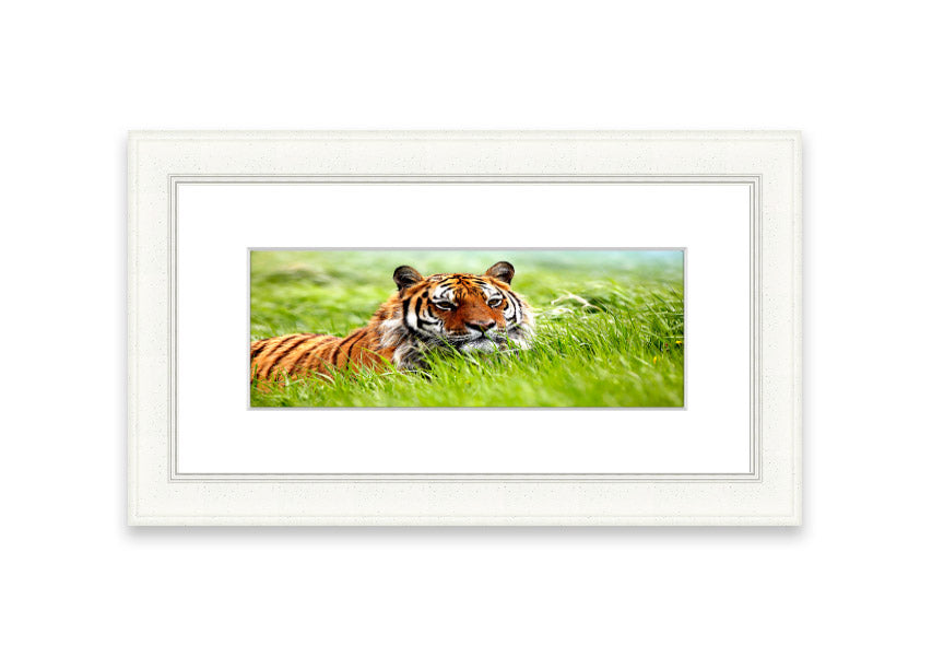 Framed print of an Amazing Siberian Tiger, showcasing vibrant colors and intricate details, available in various frame colors.