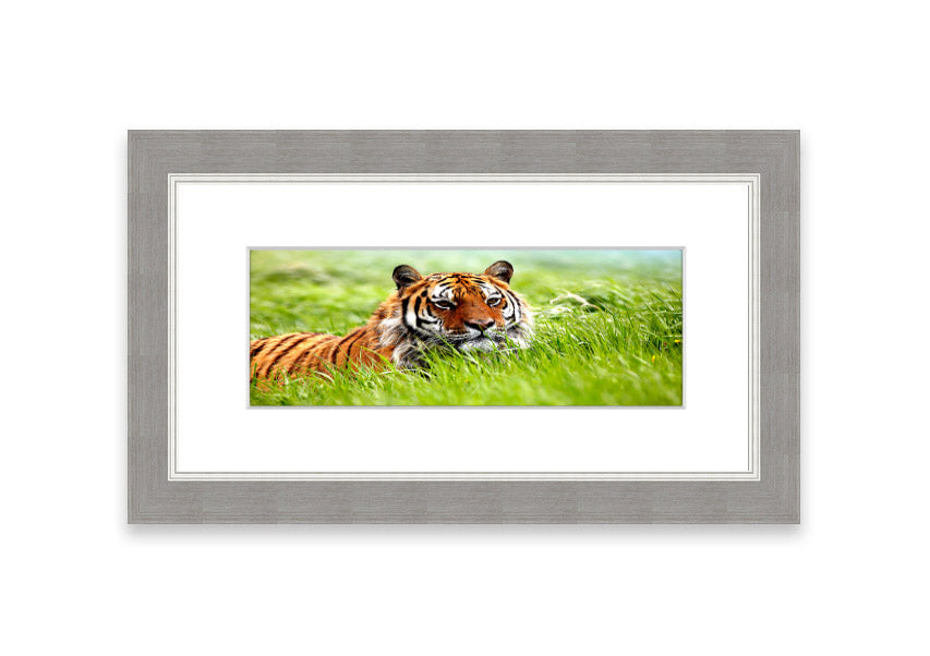 Framed print of an Amazing Siberian Tiger, showcasing vibrant colors and intricate details, available in various frame colors.