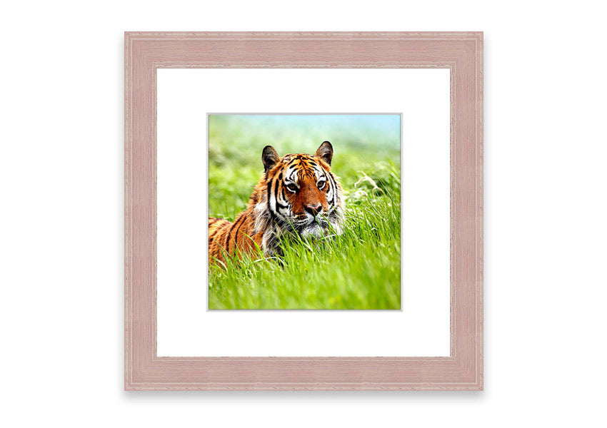 Framed print of an Amazing Siberian Tiger, showcasing vibrant colors and intricate details, available in various frame colors.