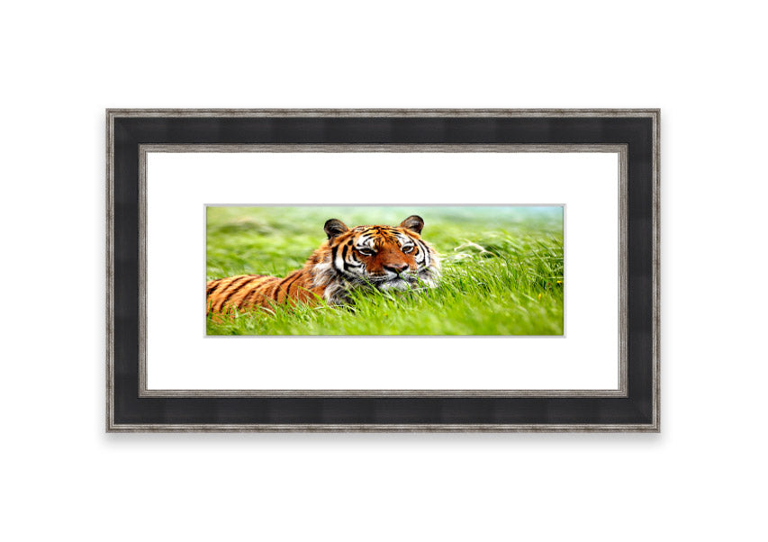 Framed print of an Amazing Siberian Tiger, showcasing vibrant colors and intricate details, available in various frame colors.