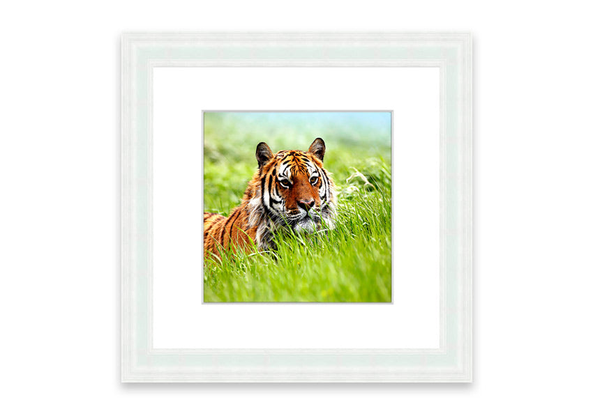 Framed print of an Amazing Siberian Tiger, showcasing vibrant colors and intricate details, available in various frame colors.