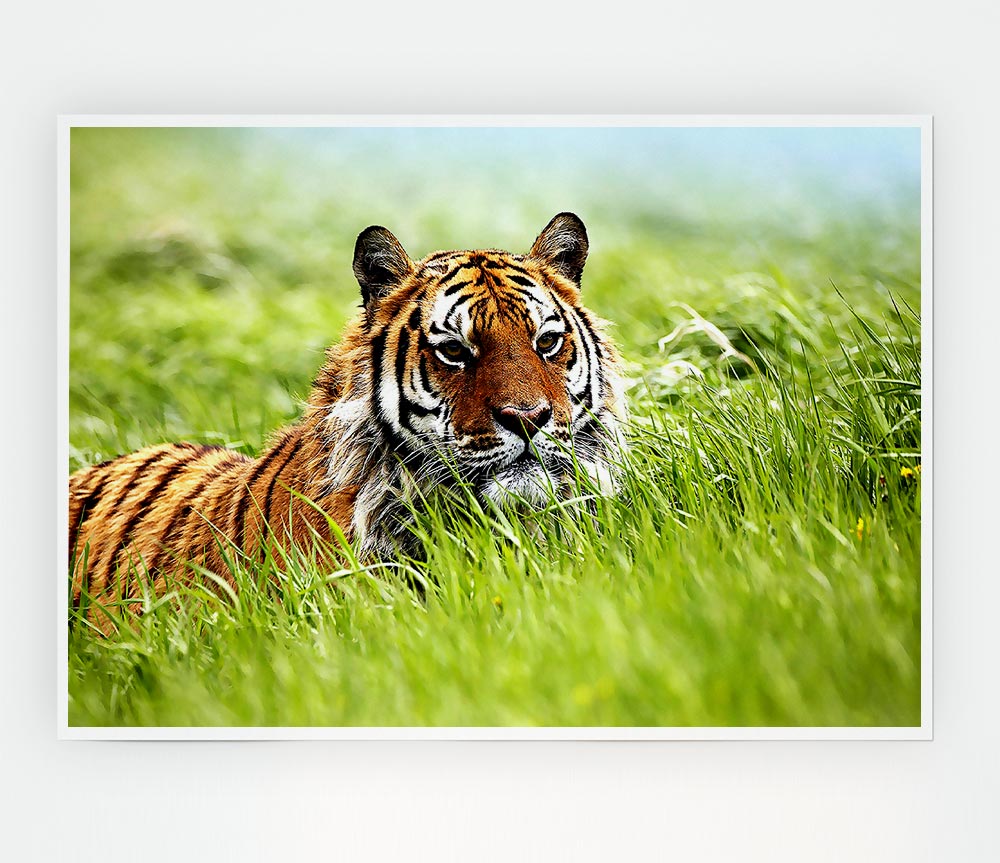 A vibrant poster of a Siberian Tiger on high-quality canvas, showcasing its majestic features and colors.