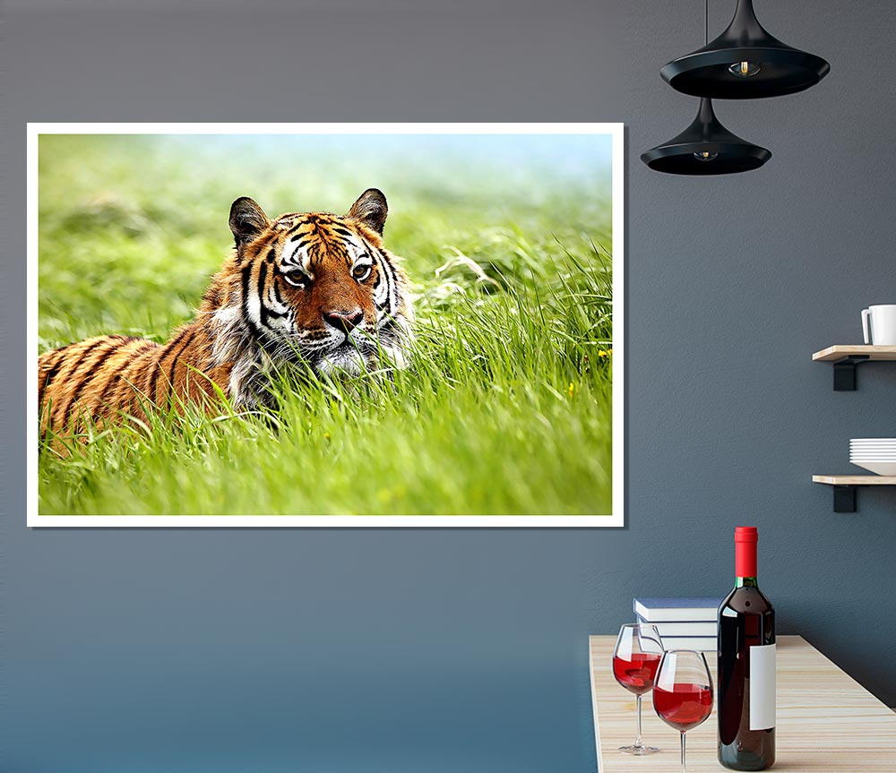 A vibrant poster of a Siberian Tiger on high-quality canvas, showcasing its majestic features and colors.