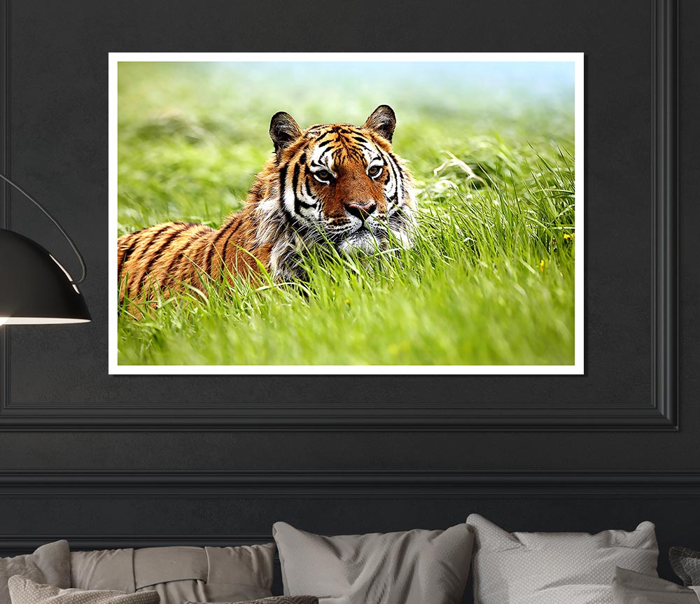 A vibrant poster of a Siberian Tiger on high-quality canvas, showcasing its majestic features and colors.