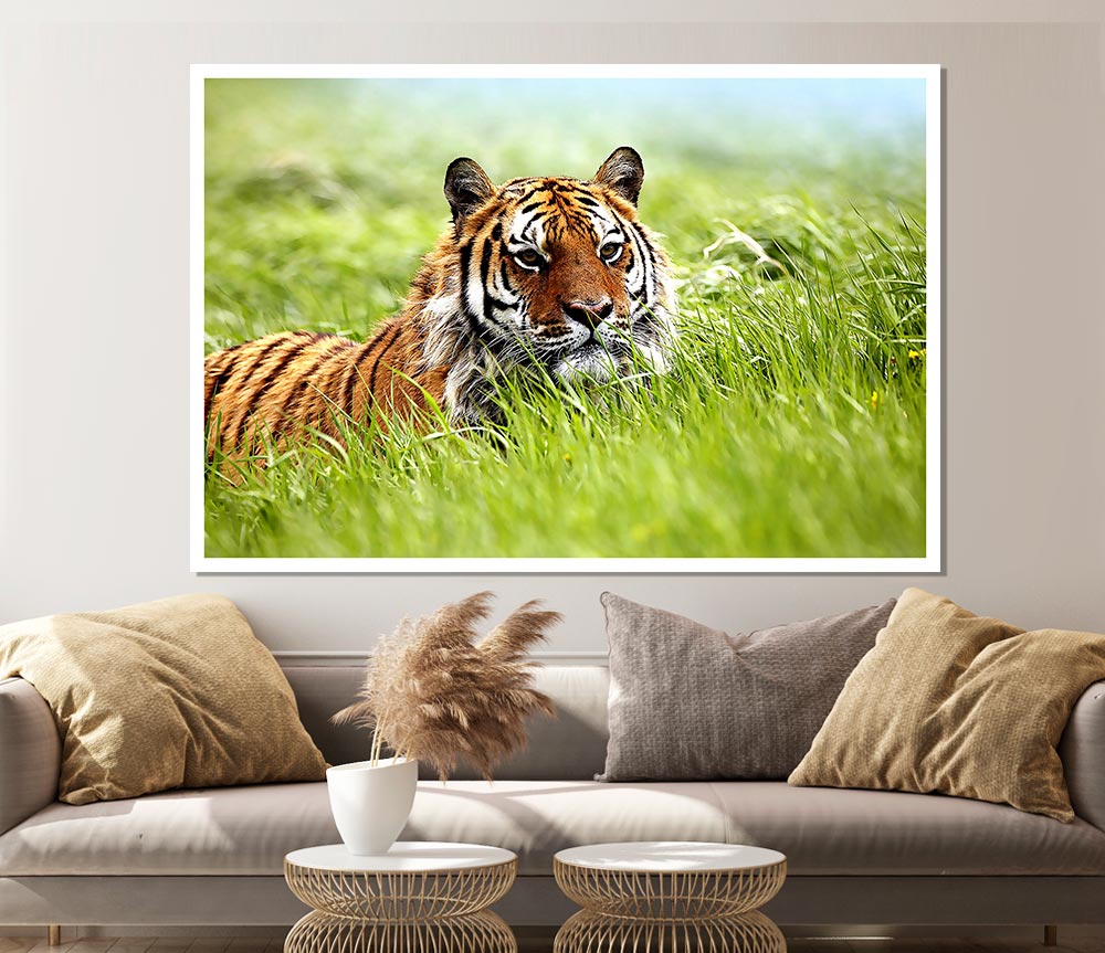 A vibrant poster of a Siberian Tiger on high-quality canvas, showcasing its majestic features and colors.