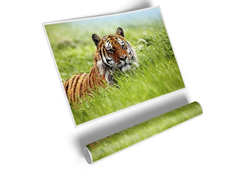 A vibrant poster of a Siberian Tiger on high-quality canvas, showcasing its majestic features and colors.