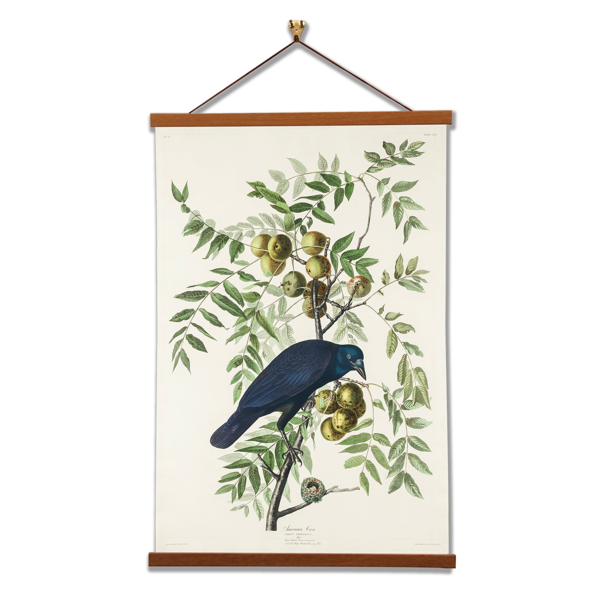 A detailed canvas print of the American Crow by John James Audubon, showcasing its glossy black plumage and sharp gaze, perched on a branch.