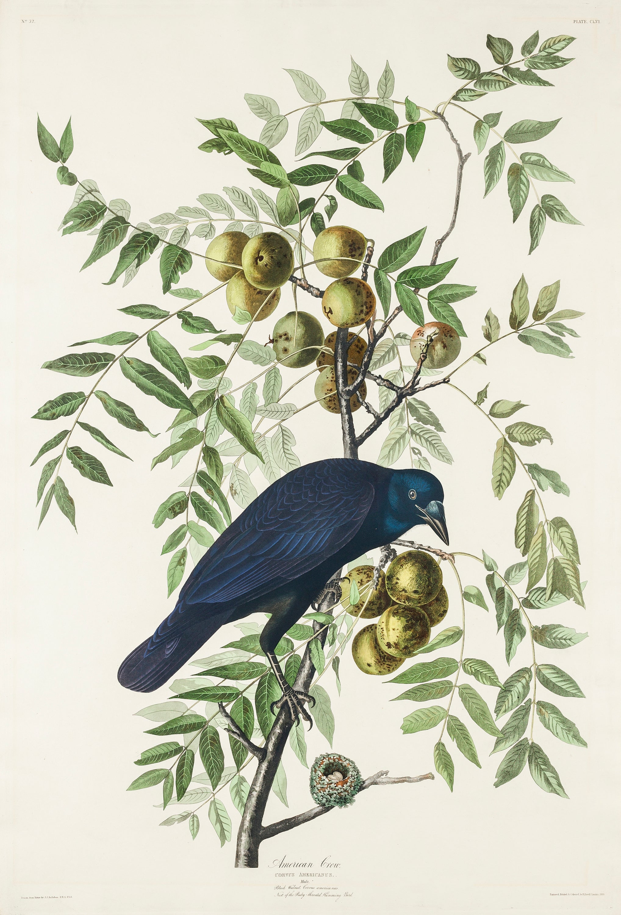 A detailed canvas print of the American Crow by John James Audubon, showcasing its glossy black plumage and sharp gaze, perched on a branch.