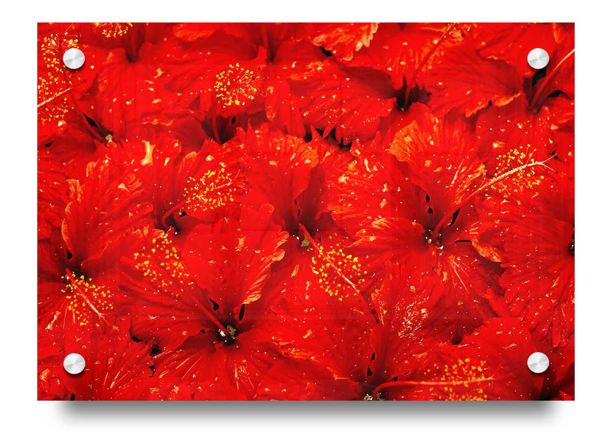 Acrylic print featuring vibrant red leaves on a clear background, showcasing nature's beauty.