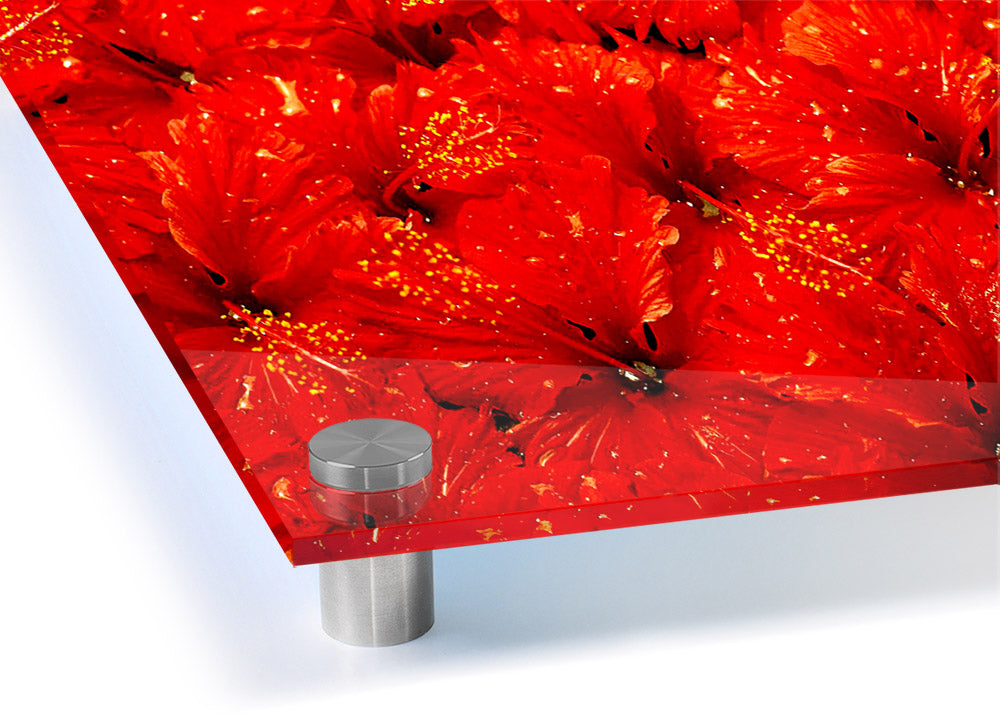 Acrylic print featuring vibrant red leaves on a clear background, showcasing nature's beauty.